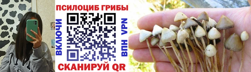 купить наркотики сайты Приволжский Псилоцибиновые грибы Psilocybe